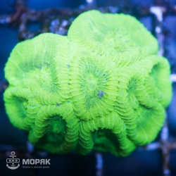 Goniastrea sp. - гониастрея салатовая (флуо)