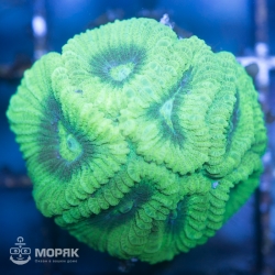 Goniastrea sp. - гониастрея салатовая (флуо)