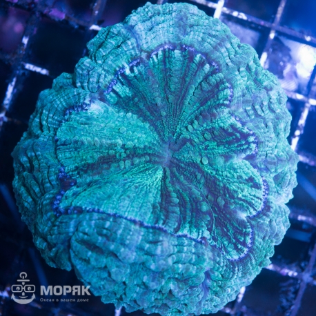 Acanthophyllia sp. (акантофиллия)