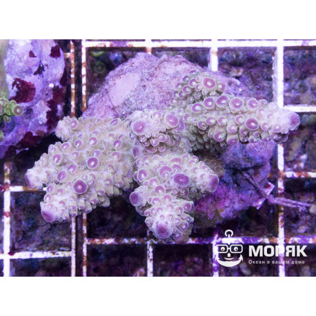 Acropora spp (Фиджи с фиолетовыми точками роста)