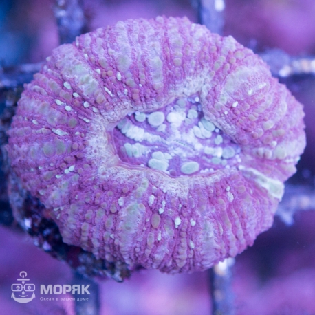 Acanthophyllia sp. (акантофиллия)