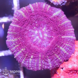 Acanthophyllia sp. (акантофиллия)