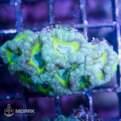 Goniastrea sp. - гониастрея мультицвет