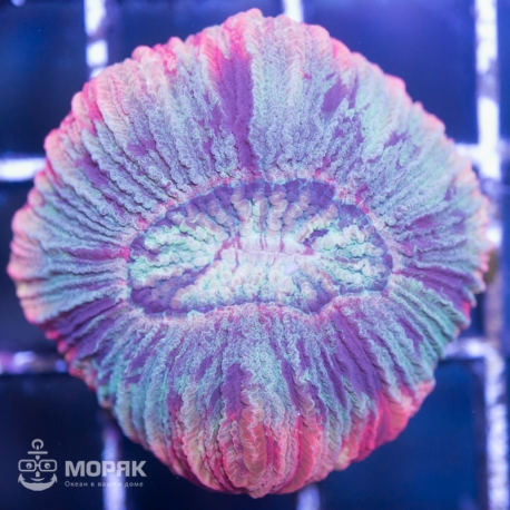 Trachyphyllia geoffroyi (Трахифиллия)