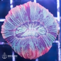 Trachyphyllia geoffroyi (Трахифиллия)