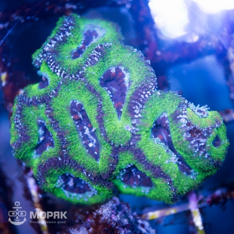 Acanthastrea lordhowensis (Акантастрея)
