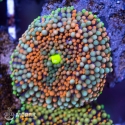 Ricordea florida