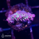 Acropora spp - pink