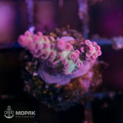 Acropora spp - pink