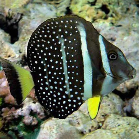 Acanthurus guttatus (хирург белоточечный)