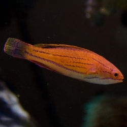 Paracheilinus carpenteri (губан Карпентера)