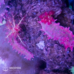 Colochirus crassus (голотурия розовая)