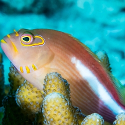 Paracirrhites arcatus (краснощекий кудрепер)