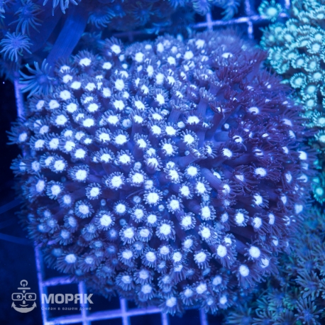 Alveopora sp. (альвеопора)