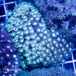 Alveopora sp. (альвеопора)