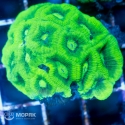 Goniastrea sp. - гониастрея зеленая (флуо)
