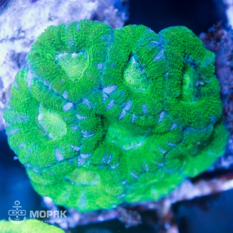 Goniastrea sp. - гониастрея зеленая