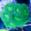 Goniastrea sp. - гониастрея зеленая