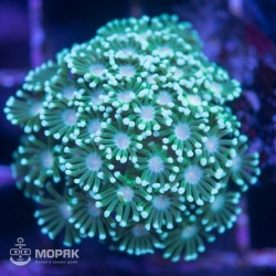 Alveopora sp. (альвеопора синяя)