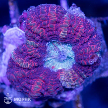 Acanthophyllia sp. (акантофиллия)