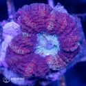 Acanthophyllia sp. (акантофиллия)