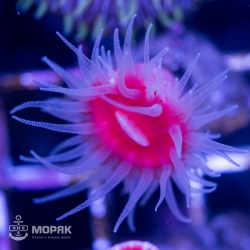 Tubastrea aurea (Super Sun)