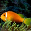 Amphiprion nigripes (черноплавничий клоун)
