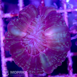 Cynarina lacrymalis - цинарина нано