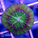 Acanthophyllia sp. (акантофиллия)