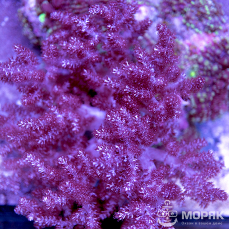 Cladiella sp. (Кладиэлла)