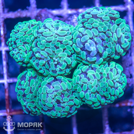 Euphyllia paraancora (эуфиллия параанкора)