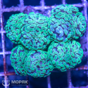 Euphyllia paraancora (эуфиллия параанкора)