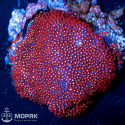 Goniopora sp - гониопора