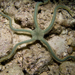 Ophiothrix sp. (зеленая офиура)