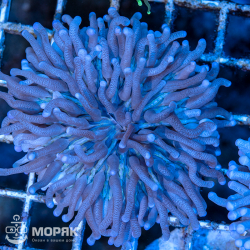 Heliofungia actiniformis - Гелиофунгия голубая