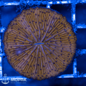 Fungia spp (фунгия)