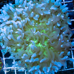 Heliofungia actiniformis (хелиофунгия)