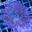 Heliofungia actiniformis - Гелиофунгия голубая
