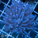 Heliofungia actiniformis - Гелиофунгия голубая