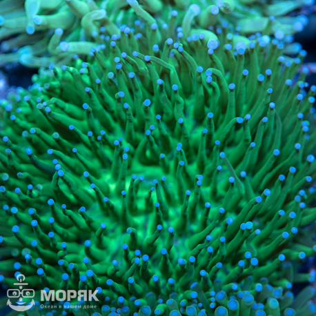 Heliofungia actiniformis - флуоресцентная