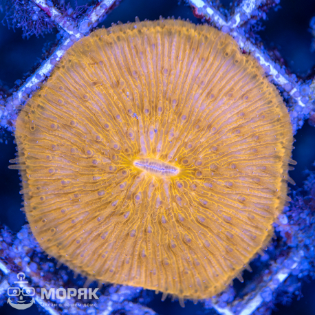 Fungia spp (фунгия)