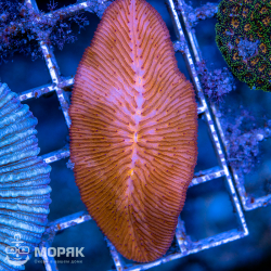 Polyphyllia Talpina (полифиллия оранжевая)
