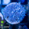 Xenia sp. (ксения пульсирующая)