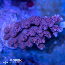 Acropora sp. (акропора)