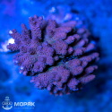 Acropora millepora