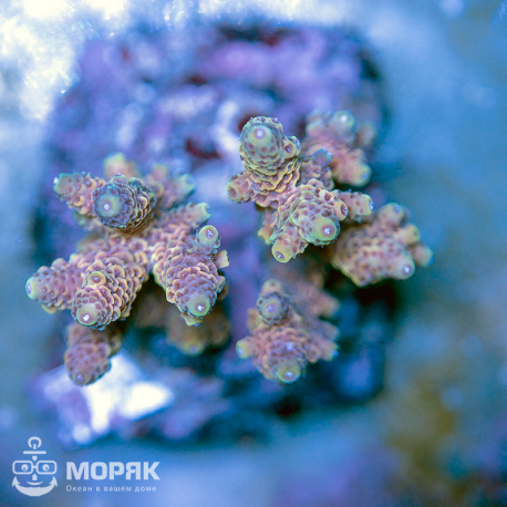 Acropora sp. (акропора)