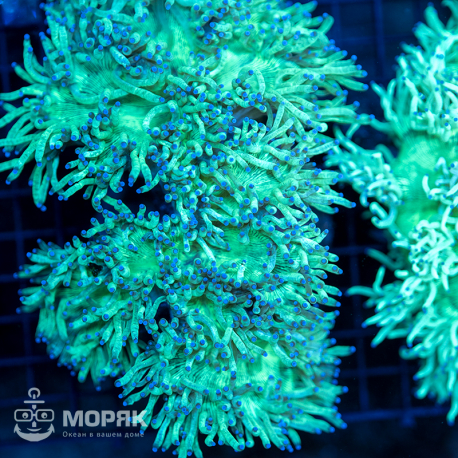 Catalaphyllia jardinei (каталафиллия)