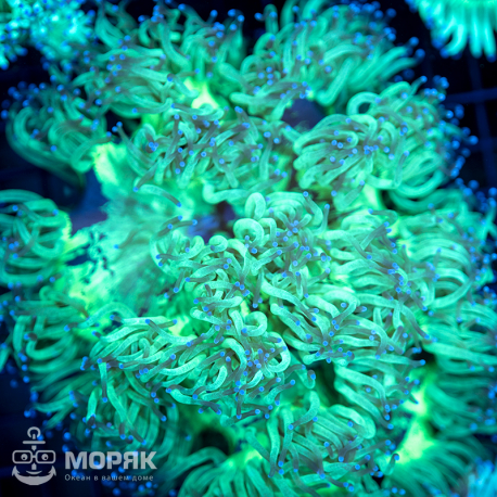 Catalaphyllia jardinei (каталафиллия)