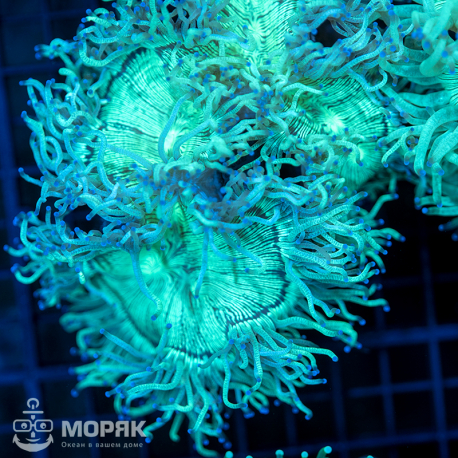 Catalaphyllia jardinei (каталафиллия)