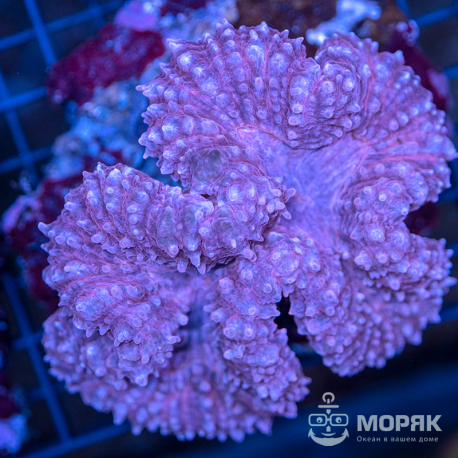 Symphyllia spp (темно-бордовый c желтыми точками)